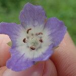 Nemophila phacelioides Цвят