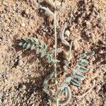 Astragalus eremophilus Leaf