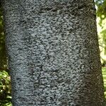 Ceiba pentandra Bark