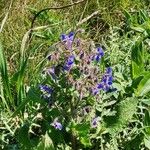 Borago officinalisFlower