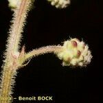 Sanguisorba hybrida Плод