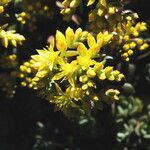 Sedum oblanceolatum