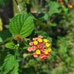 Lantana camaraBloem