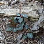 Pyrola picta Habit