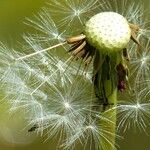 Taraxacum officinale फल