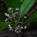 Psychotria pubituba