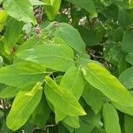 Lonicera tatarica Blad