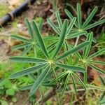 Lupinus angustifolius 葉