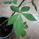 Cleome spinosa Leaf