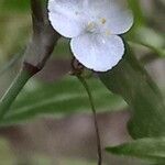 Gibasis geniculata Kvet