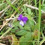 Viola tricolorKvet