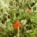 Elaphoglossum peltatum Blüte