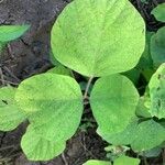 Neustanthus phaseoloides पत्ता