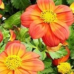 Bidens triplinervia Lorea
