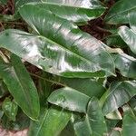 Philodendron burle-marxii Folha