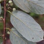 Grewia mollis Hoja