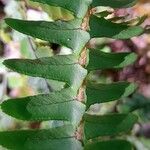 Nephrolepis cordifolia Feuille