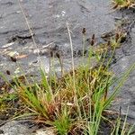 Carex norvegica Hábito