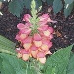 Digitalis obscura Flower