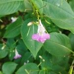 Impatiens balfourii Цвят