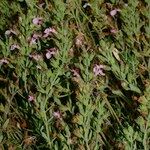 Teucrium webbianum Hábito