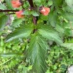 Scrophularia trifoliata Likasa