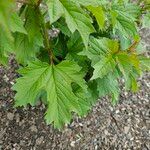 Viburnum acerifolium Blatt