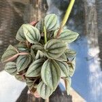 Peperomia albovittata Ліст