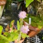 Mimosa pudica Blomma