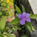 Barleria cristata花