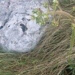 Saxifraga hostii Fula