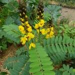 Senna didymobotrya Flower