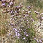 Limonium aucheri Habitat