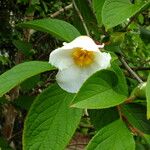 Stewartia pseudocamellia Folla