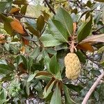 Magnolia grandiflora Fruchs