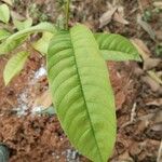 Annona reticulata Leaf