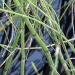 Equisetum fluviatile خشب