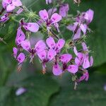 Pelargonium papilionaceum Flor