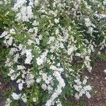 Exochorda racemosa Hábito