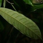Iryanthera hostmannii Blatt