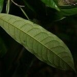 Iryanthera hostmannii Levél