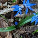 Scilla siberica Blatt