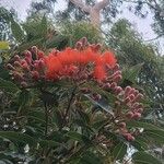 Corymbia ficifolia Květ