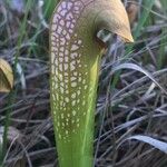 Sarracenia minor पत्ता