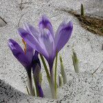 Crocus heuffelianus Çiçek