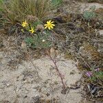 Senecio gallicus Habitus