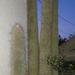 Cleistocactus strausii Frunză