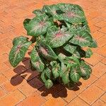 Caladium bicolorপাতা