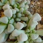 Titanopsis primosii Leaf