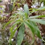 Aloysia citriodora Blad